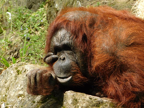 Allwetterzoo M&uuml;nster