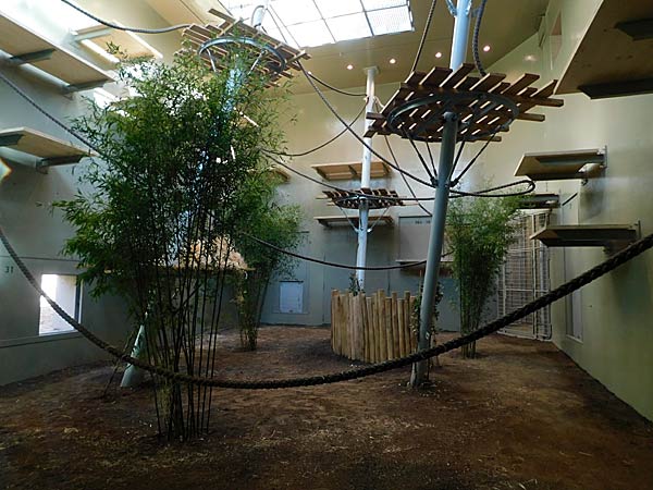 Eröffnung des 'MenschenaffenWald' im Zoo Krefeld
