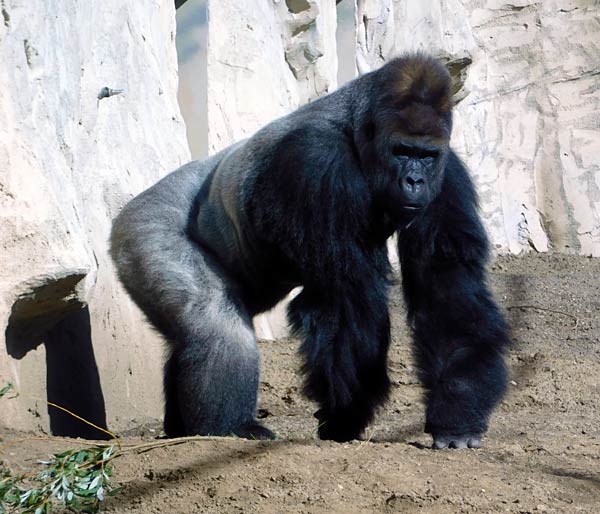 Eröffnung des 'MenschenaffenWald' im Zoo Krefeld