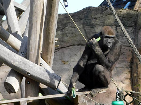Er&ouml;ffnung des 'MenschenaffenWald' im Zoo Krefeld