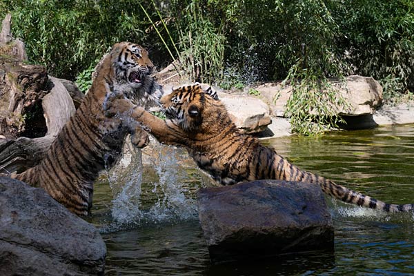 Umzug zweier Tiger vom Allwetterzoo M&uuml;nster nach Berlin