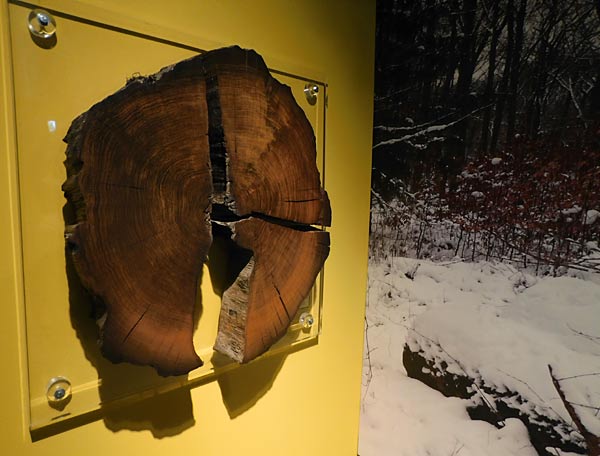 Ausstellung 'Geschichten aus dem Duisburger Wald' im Kultur- und Stadthistorischen Musuem in Duisburg