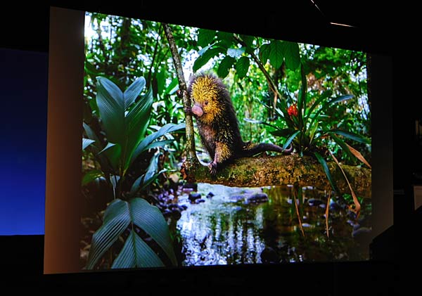 Ausstellung 'Mythos Wald' im Gasometer Oberhausen