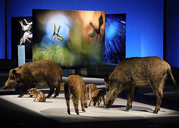 Ausstellung 'Mythos Wald' im Gasometer Oberhausen