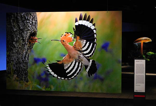 Ausstellung 'Mythos Wald' im Gasometer Oberhausen
