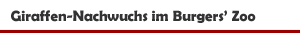Nachwuchs bei den Giraffen im Burgers' Zoo in Arnheim