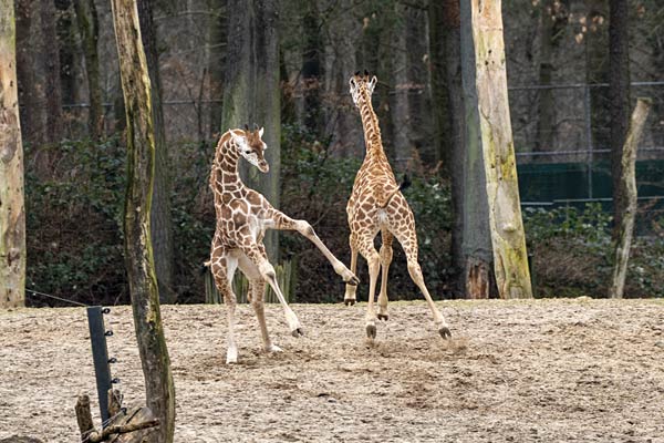 Nachwuchs bei den Giraffen im Burgers' Zoo in Arnheim