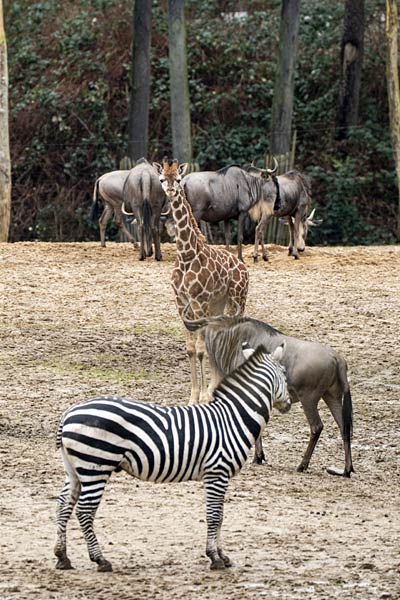 Nachwuchs bei den Giraffen im Burgers' Zoo in Arnheim