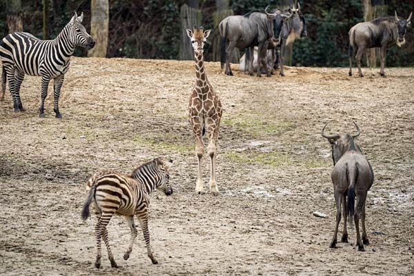 Nachwuchs bei den Giraffen im Burgers' Zoo in Arnheim