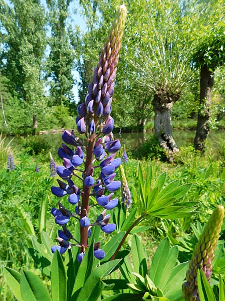 Museum Insel Hombroich in Neuss