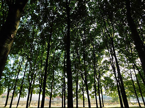 Rundgang über das IGA 2027 Gelände im RheinPark in Duisburg