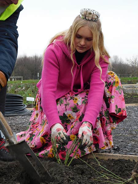 Pflanzung der ersten Rose im IGA-Zukunftsgarten Rheinpark in Duisburg durch die Steinfurther R&ouml;senk&ouml;nigin Theresa Hildebrand