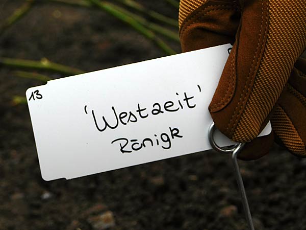 Pflanzung der ersten Rose im IGA-Zukunftsgarten Rheinpark in Duisburg durch die Steinfurther R&ouml;senk&ouml;nigin Theresa Hildebrand