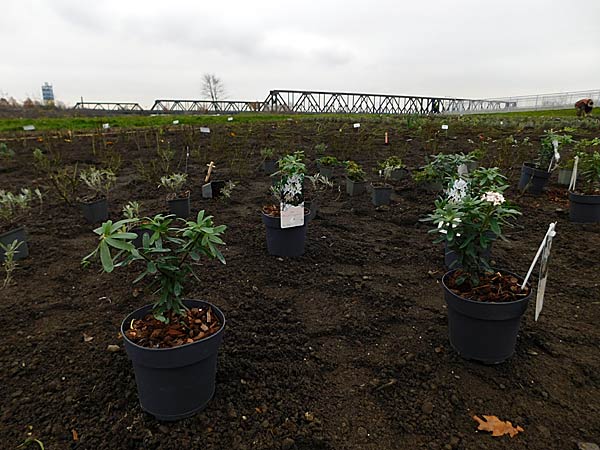 Pflanzung der ersten Rose im IGA-Zukunftsgarten Rheinpark in Duisburg durch die Steinfurther R&ouml;senk&ouml;nigin Theresa Hildebrand