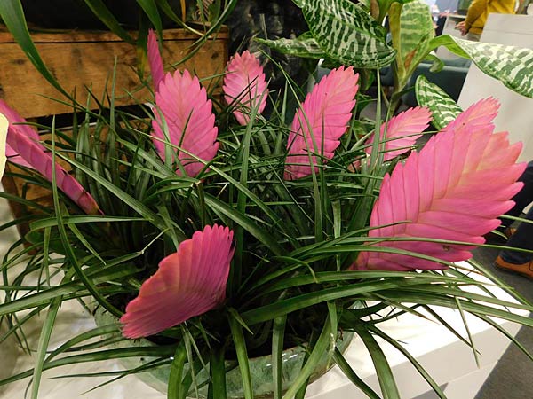 Messe 'IPM' 2026 in Essen