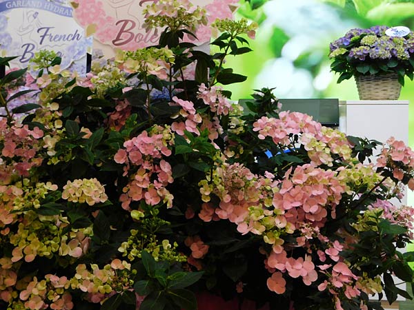 Messe 'IPM' 2026 in Essen