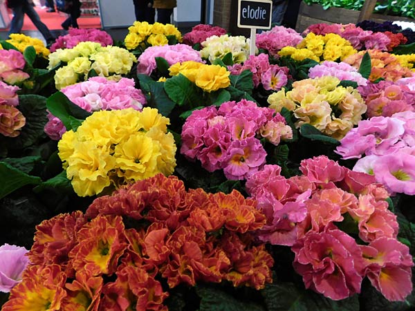 Messe 'IPM' 2026 in Essen