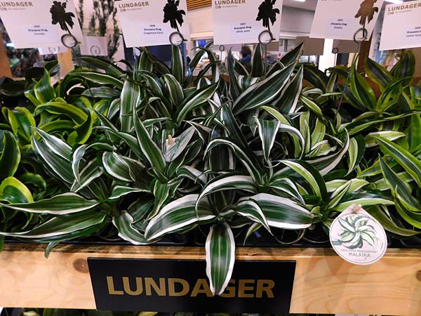 Messe 'IPM' 2026 in Essen