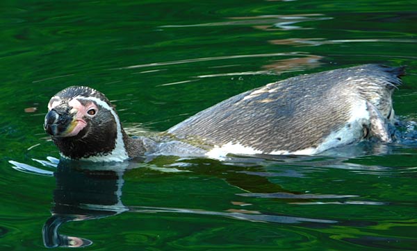 Katta-Nachwuchs im Tierpark Bochum