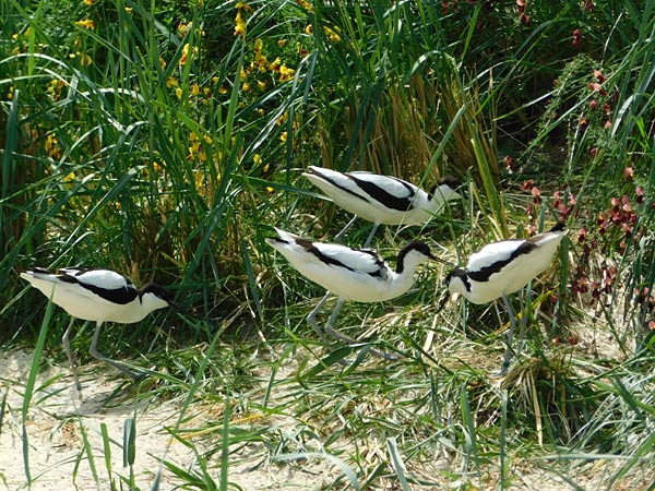 Katta-Nachwuchs im Tierpark Bochum