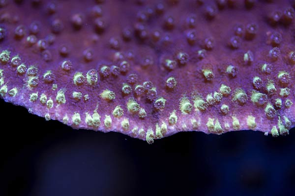 Umzug von Korallen aus dem Burgers Zoo Arnheim in den Zoo Duisburg