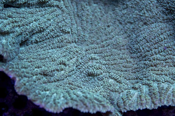 Umzug von Korallen aus dem Burgers Zoo Arnheim in den Zoo Duisburg