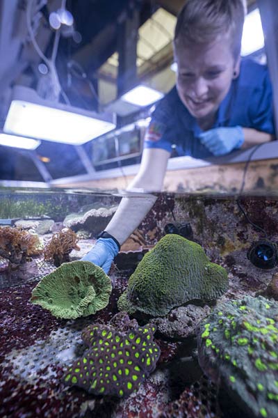 Umzug von Korallen aus dem Burgers Zoo Arnheim in den Zoo Duisburg