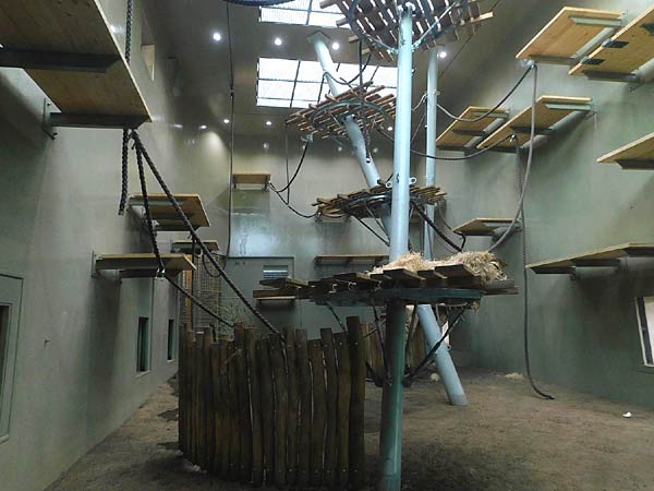 Vorstellung der neuen Orang Utan-Anlage im Zoo Krefeld