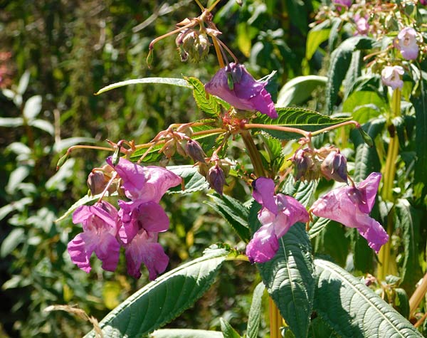 Wandertour: Von der Stadthalle M&uuml;lheim bis Essen-Kettwig