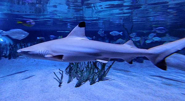Gro&szlig;aquarium Sealife in Oberhausen