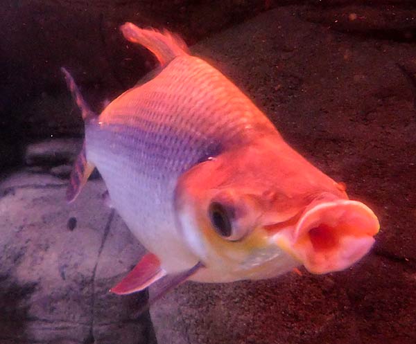 Gro&szlig;aquarium Sealife in Oberhausen