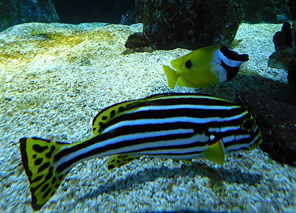 Gro&szlig;aquarium Sealife in Oberhausen