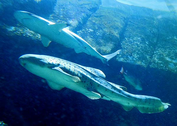 Gro&szlig;aquarium Sealife in Oberhausen