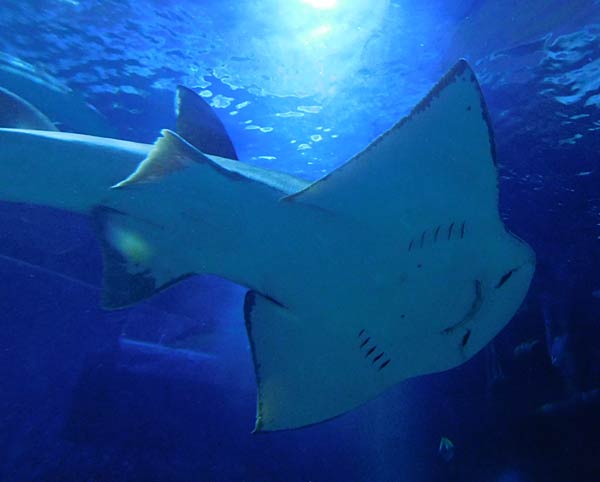 Gro&szlig;aquarium Sealife in Oberhausen
