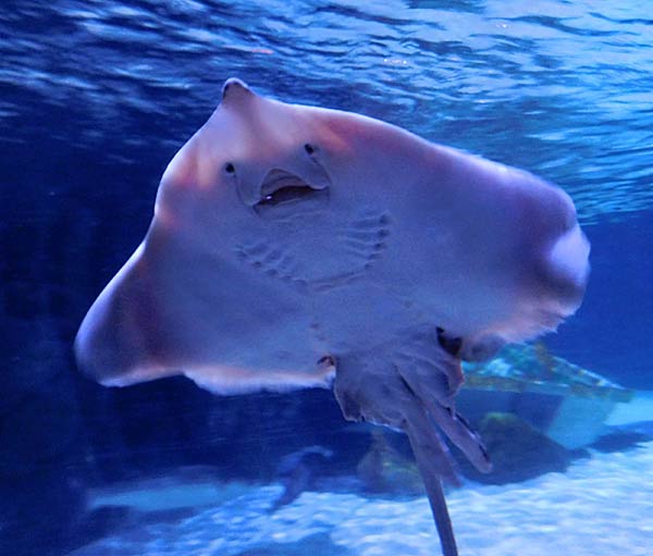 Gro&szlig;aquarium Sealife in Oberhausen