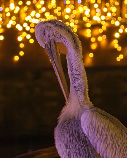 'Xmas Lights' 2025 im Allwetterzoo in M&uuml;nster