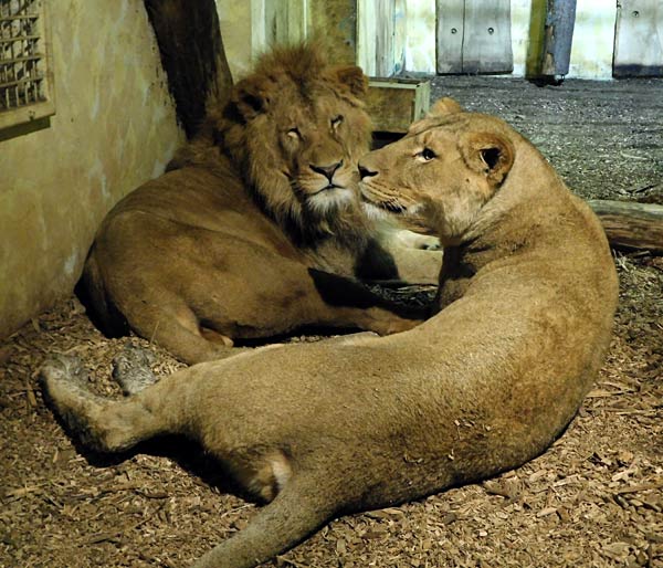 'Xmas Lights' 2025 im Allwetterzoo in M&uuml;nster