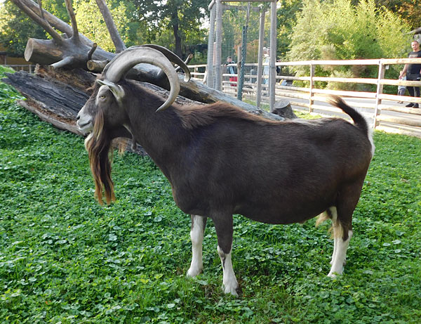 'Lange Sommernacht mit Bat Night' im Zoo Krefeld