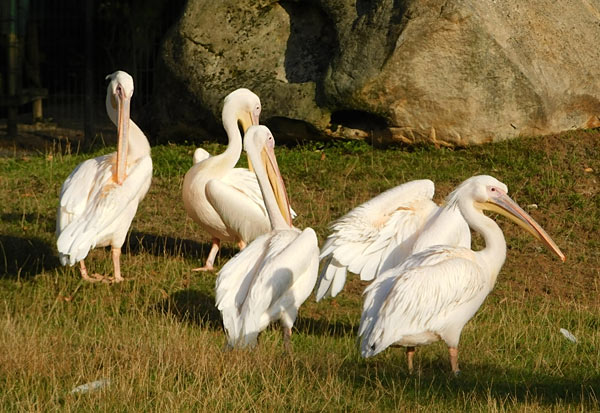 'Lange Sommernacht mit Bat Night' im Zoo Krefeld