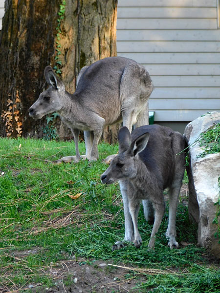 'Lange Sommernacht mit Bat Night' im Zoo Krefeld