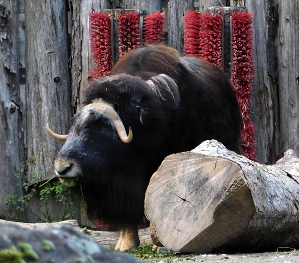 'Lange Sommernacht mit Bat Night' im Zoo Krefeld