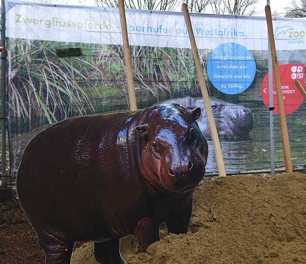 Spatenstich f&uuml;r eine neue Anlage der Zwergflusspferde im Zoo Duisburg
